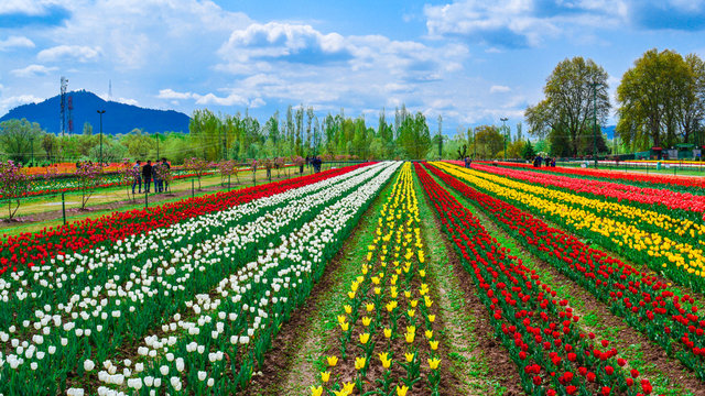 Most Beautiful Kashmir tulip garden - Explore Indian Island